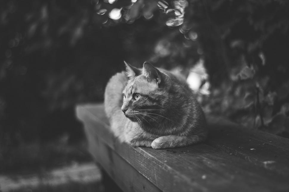 Free Image of Cat Sitting on Bench 
