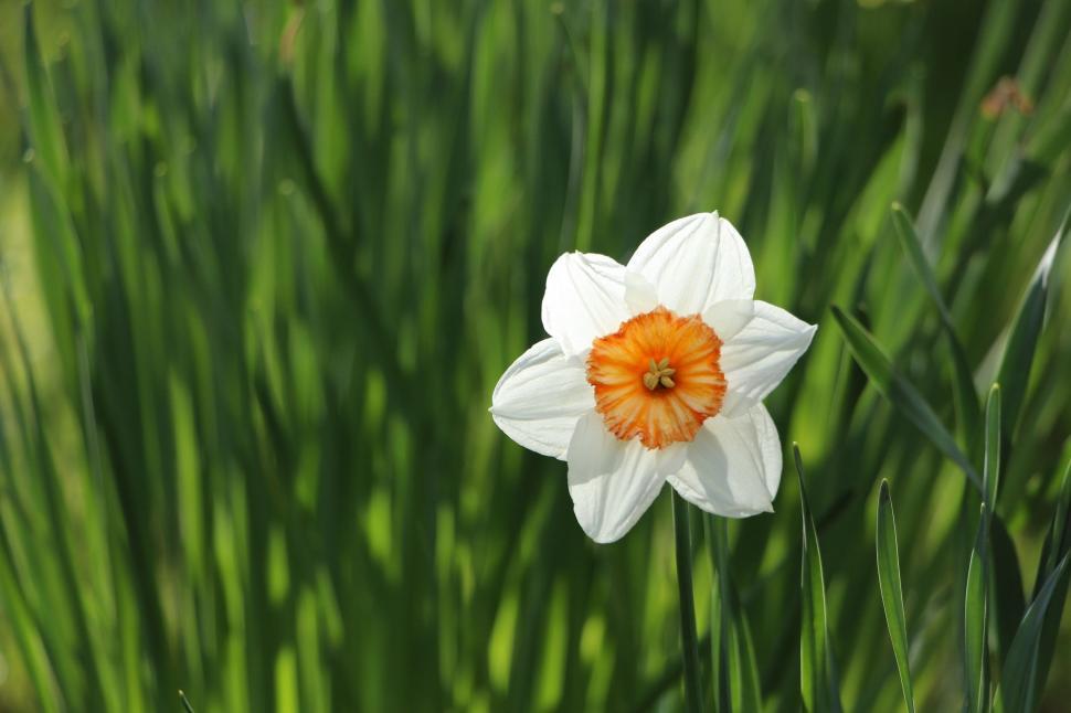 Free Image of Orange and White Flower in a Field of Green Grass 