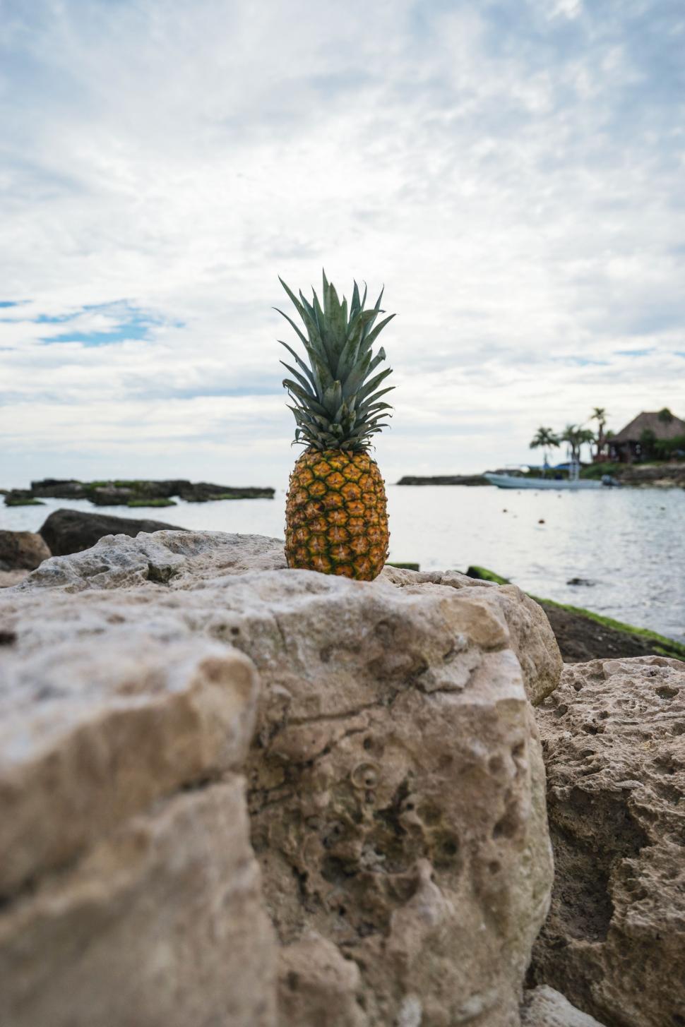 Free Image of A Pineapple on a Rock by Water 