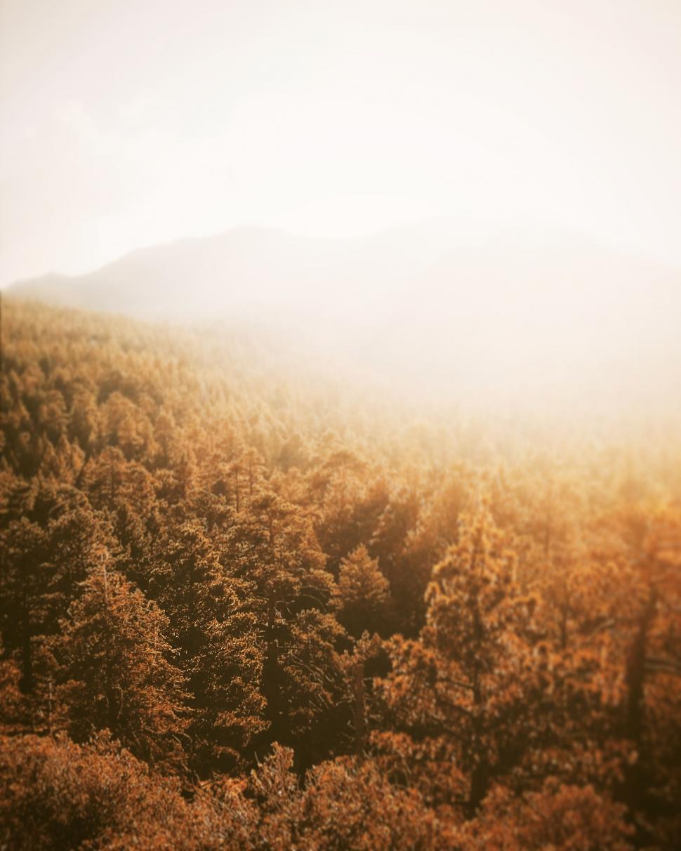 Free Image of Majestic Mountain Peak With Foreground Trees 