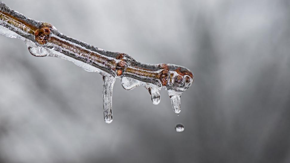 Free Image of Frozen Branch With Icicles 