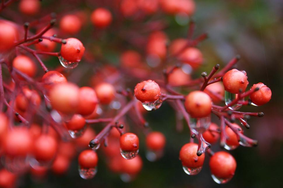 Free Image of berries berry wet rain drip drop raindrop branch twig 