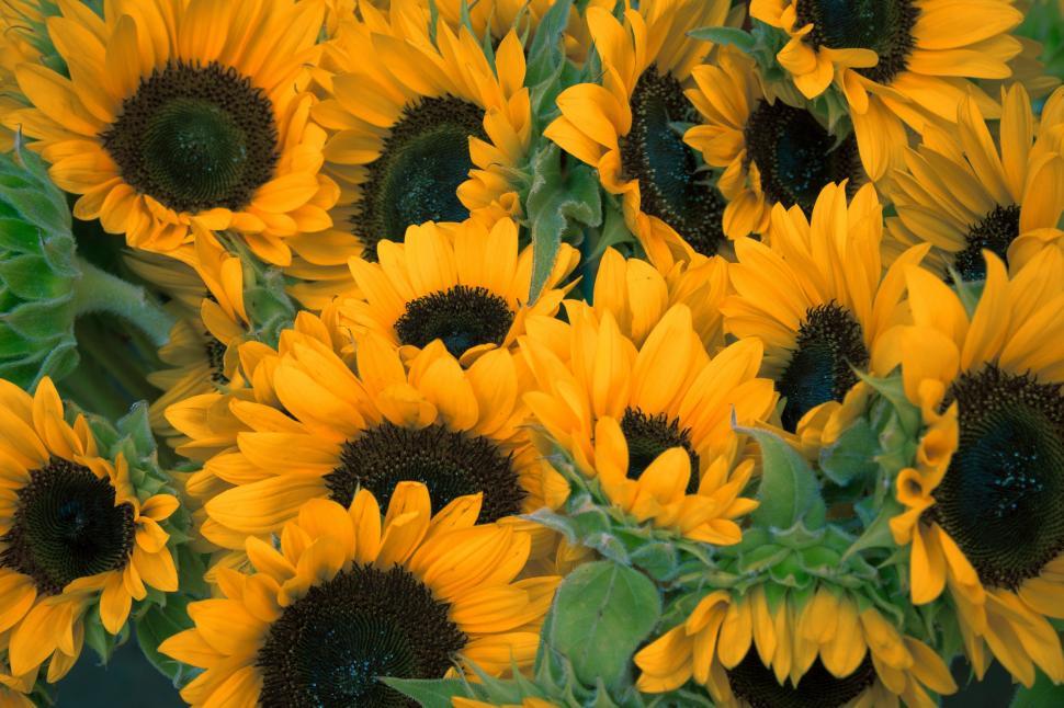 Free Image of Yellow Sunflowers in a Vase 