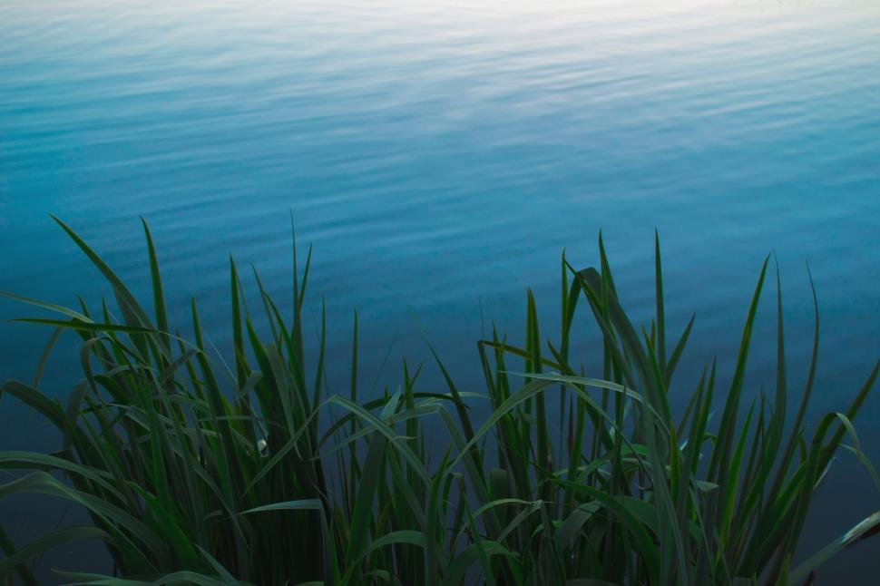 Free Image of Body of Water Surrounded by Tall Grass 