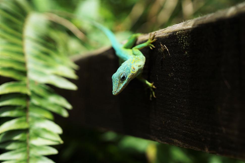 Free Image of Green Lizard Sitting on Wooden Fence 