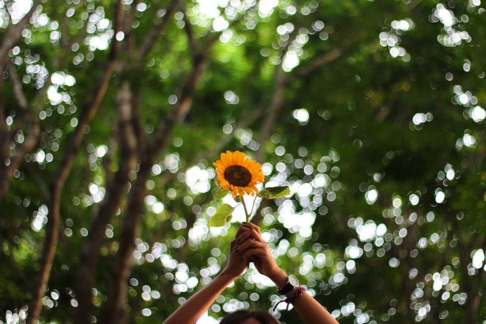Free Image of Person Holding Sunflower Up to Sky 