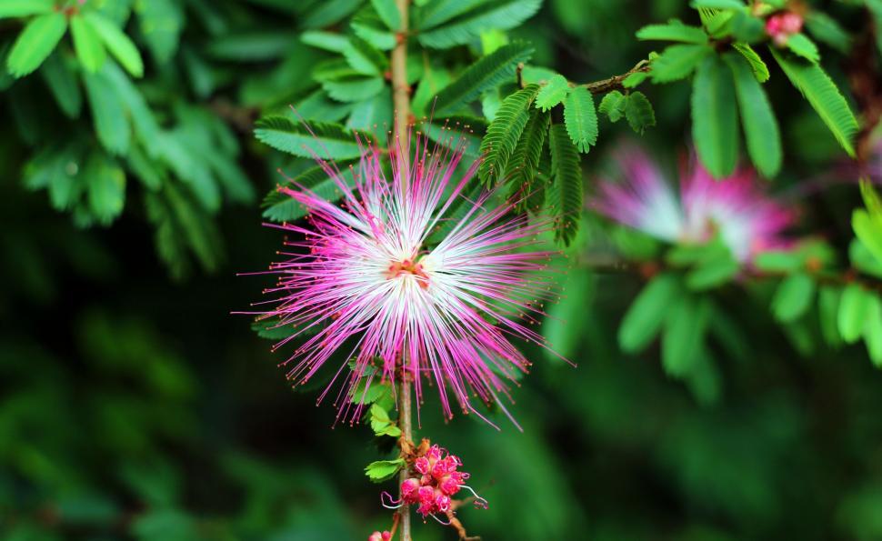 Free Image of Close Up of Flower on Tree 
