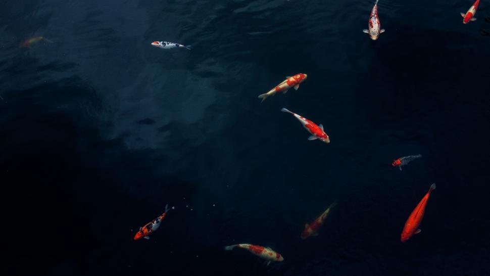 Free Image of Group of Fish Swimming in Pond 