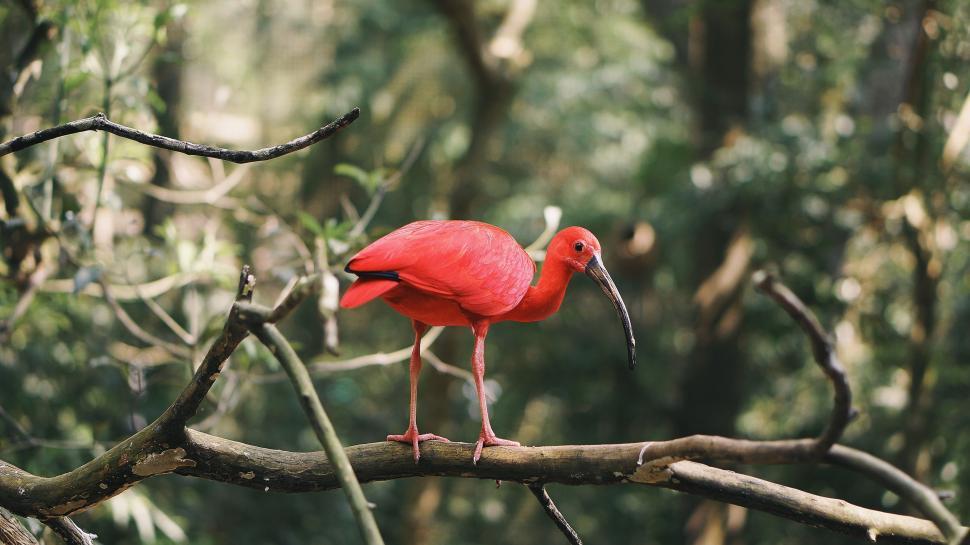 Free Image of Red Bird Standing on Branch in Forest 