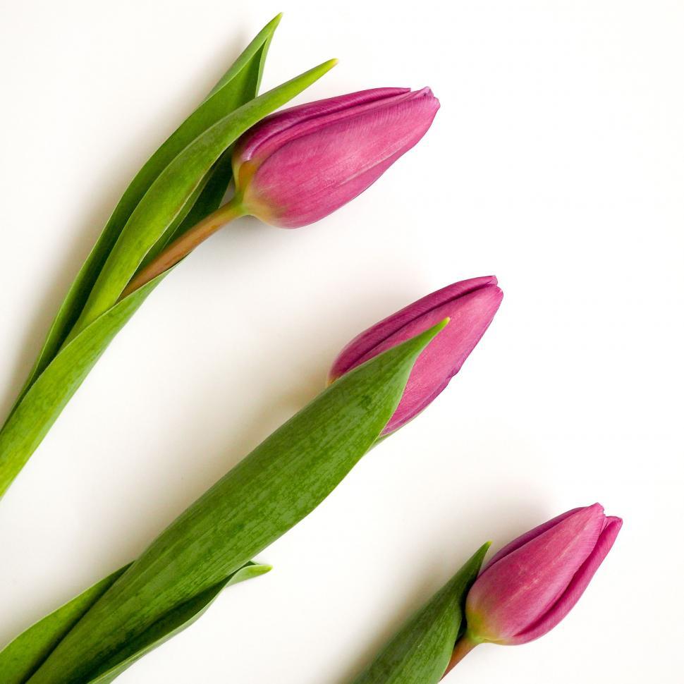 Free Image of Three Pink Tulips on a White Background 