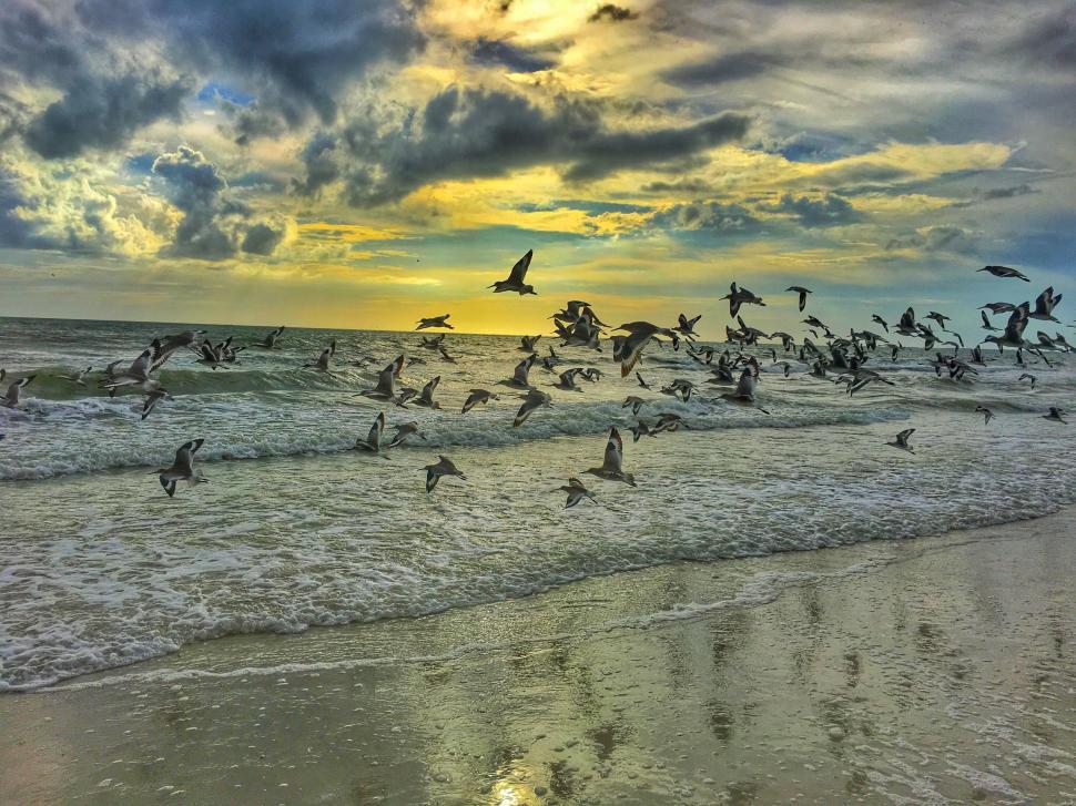 Free Image of Birds Flying Over Beach Next to Ocean 