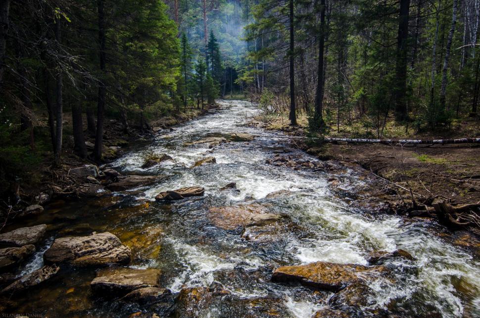 Free Image of River Running Through Forest Filled With Trees 