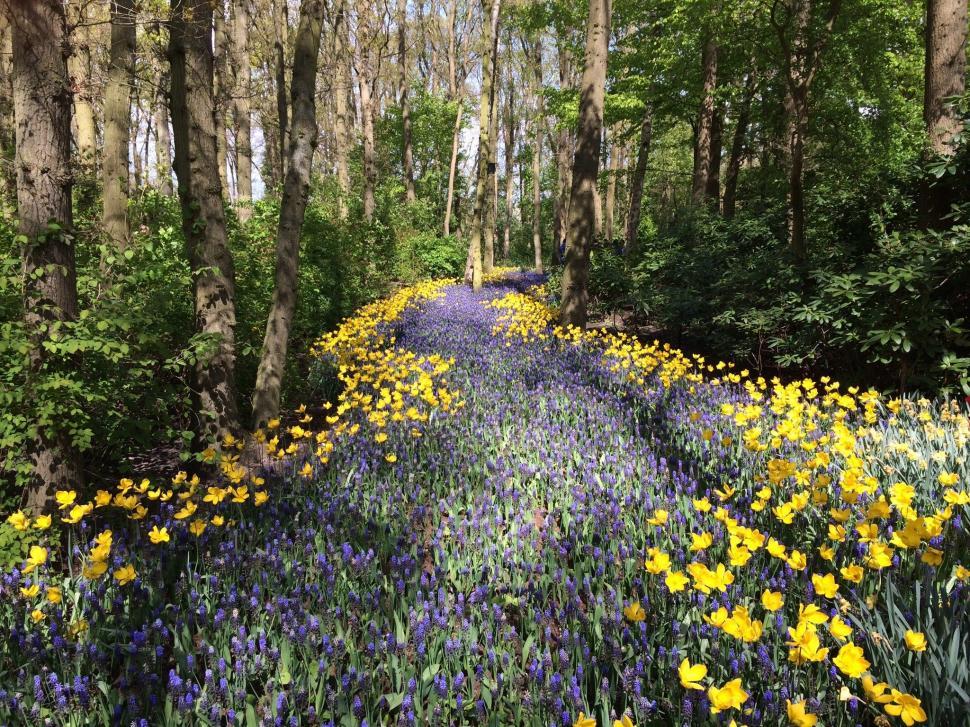 Free Image of Dense Forest With Yellow and Blue Flowers 