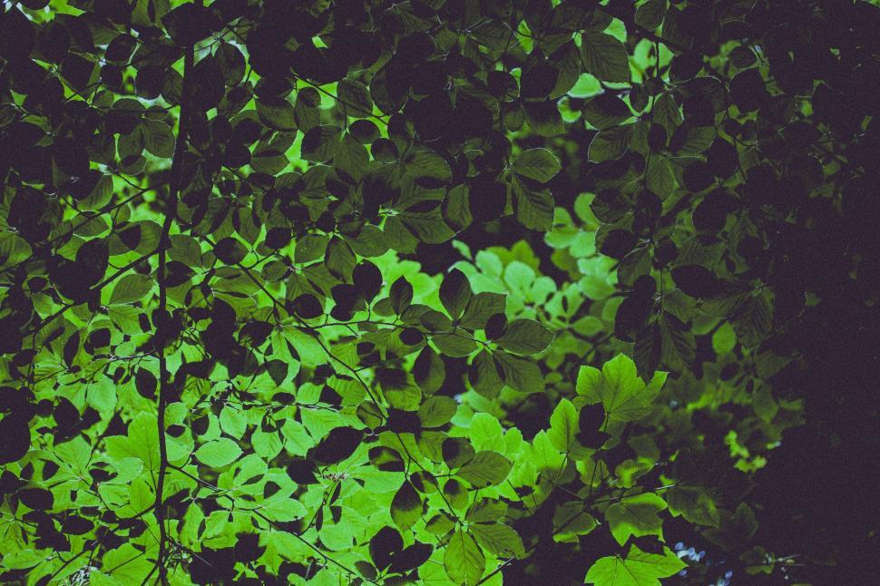 Free Image of Tree With Green Leaves in the Dark 