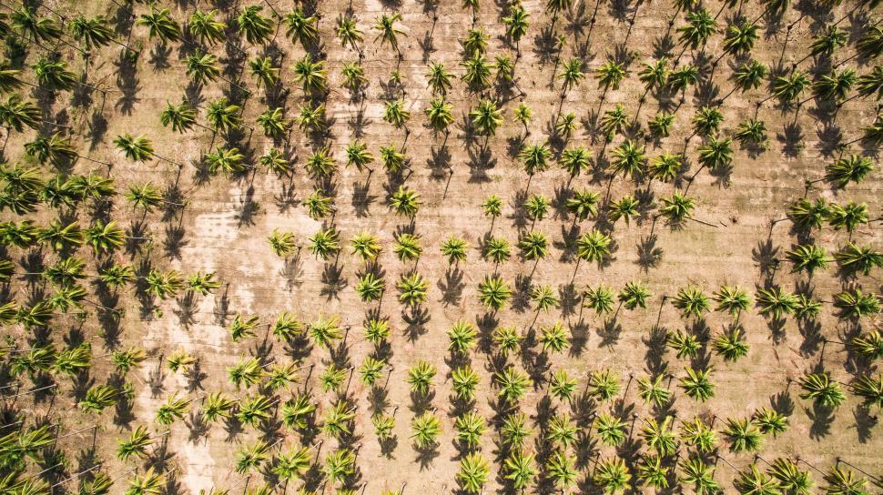 Free Image of Large Group of Palm Trees in Field 