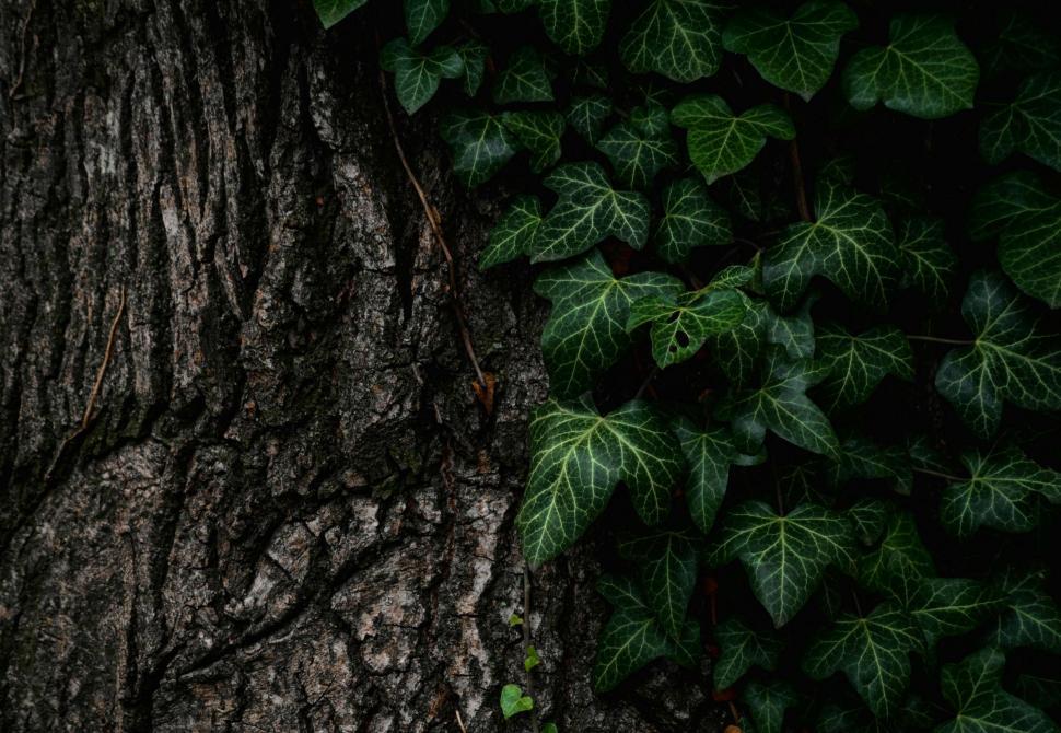 Free Image of Close-Up of Tree With Leaves 