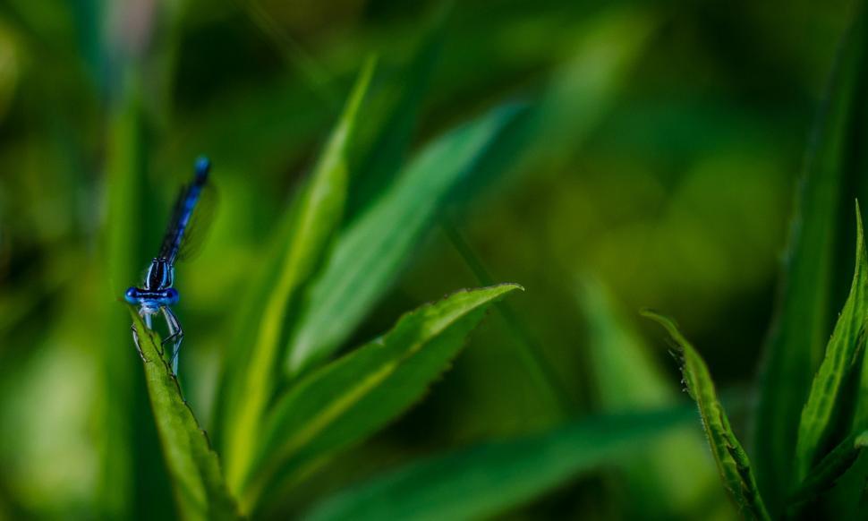 Free Image of Blue Dragonfly Perched on Green Plant 
