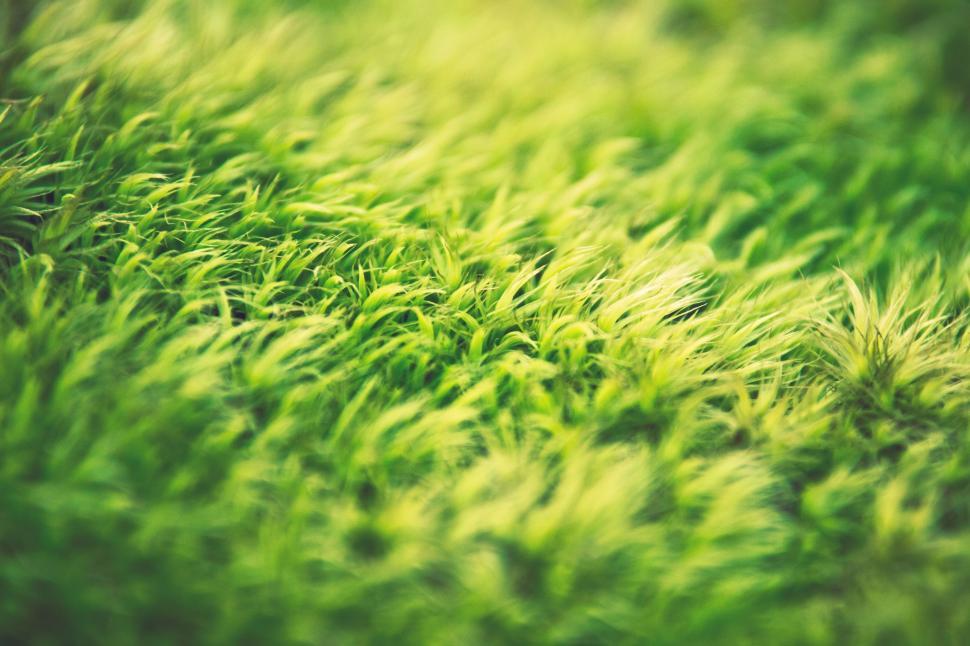 Free Image of Close Up of a Green Grass Field 