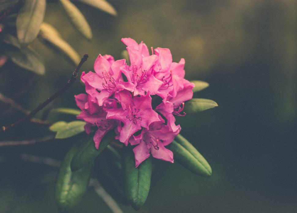 Free Image of Close Up of a Pink Flower on a Branch 