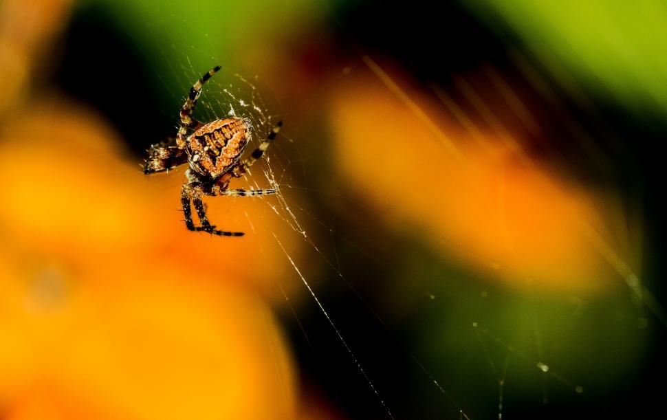 Free Image of Spider Close Up on Web 