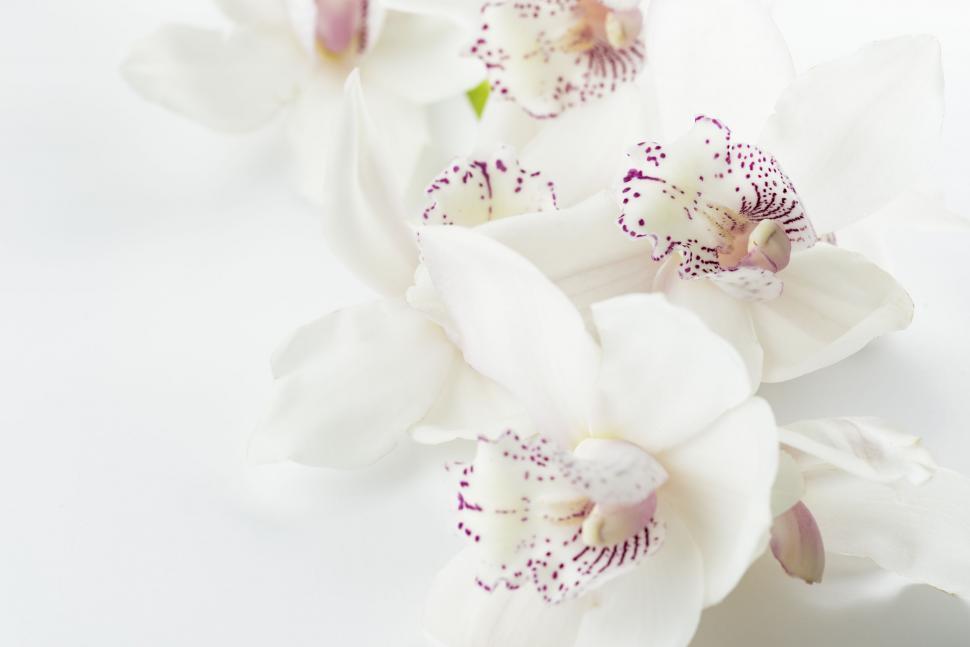 Free Image of Close Up of White Flowers on White Background 