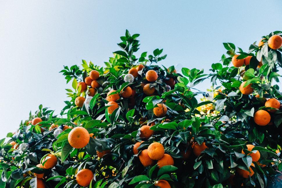 Free Image of Tree Laden With Oranges Under Blue Sky 