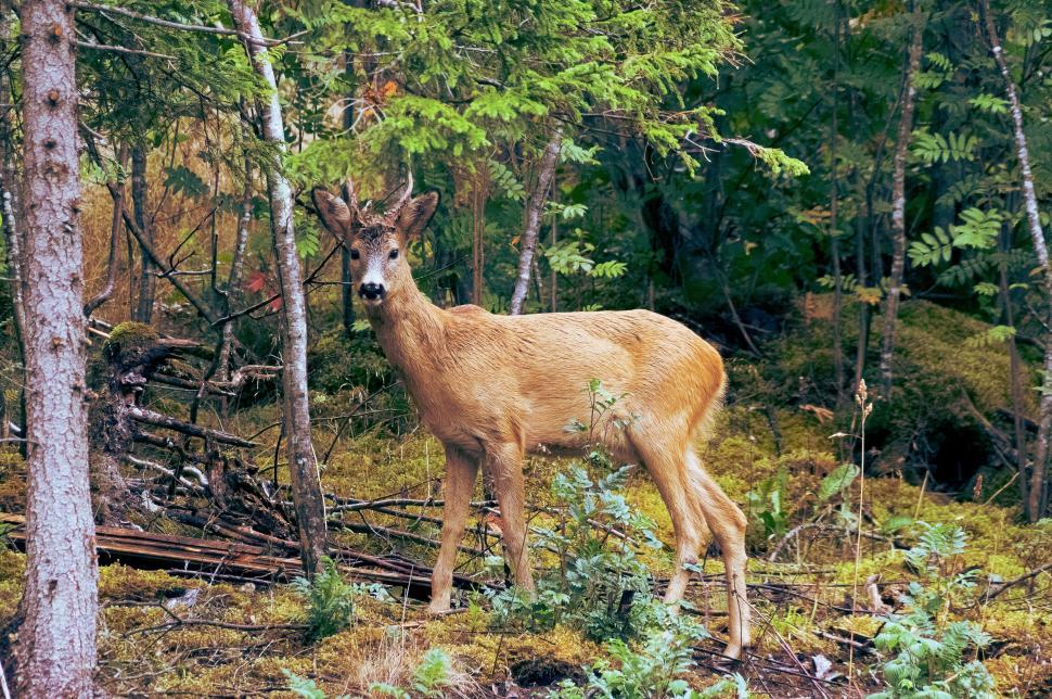 Free Image of Deer Standing in Middle of Forest 