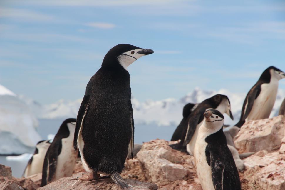 Free Image of Group of Penguins Standing on Top of a Pile of Rocks 
