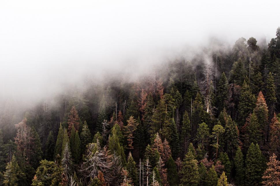 Free Image of Foggy Mountain With Trees in Foreground 