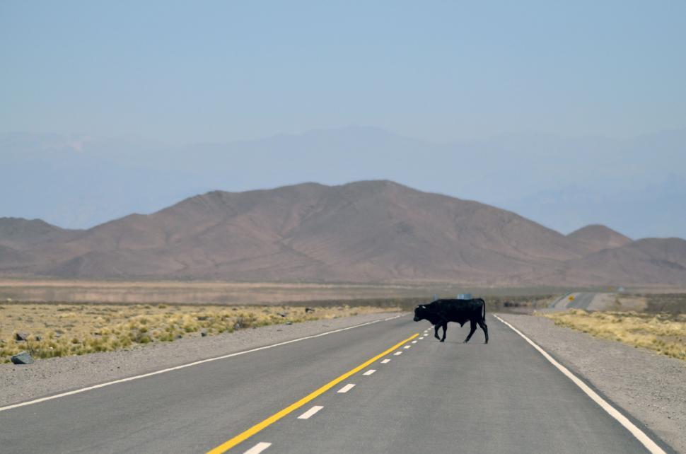 Free Image of Black Cow Walking Across Middle of Road 
