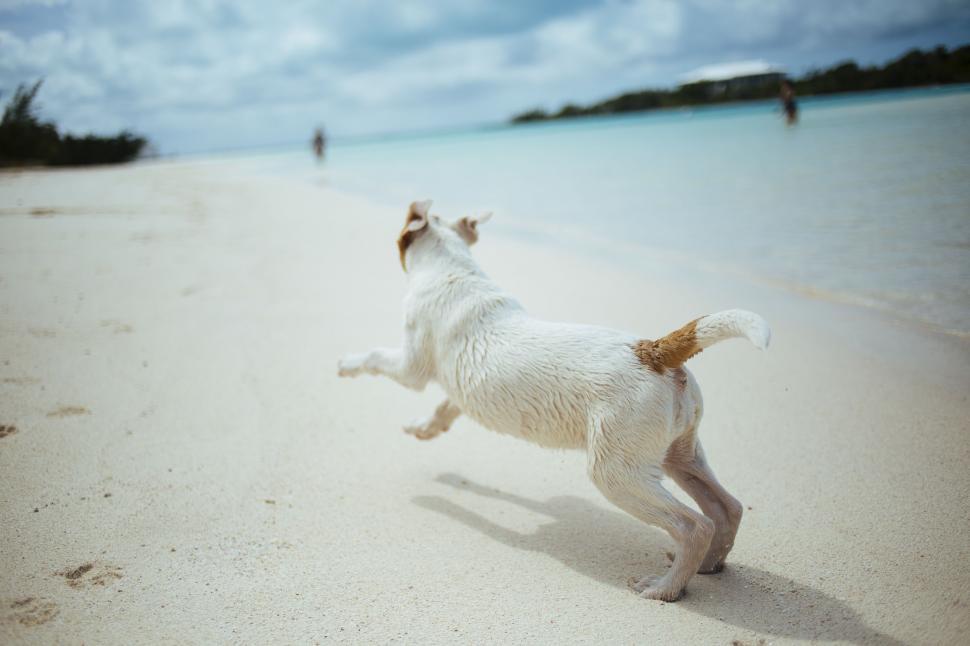 Free Image of White Dog Running on Beach by Ocean 