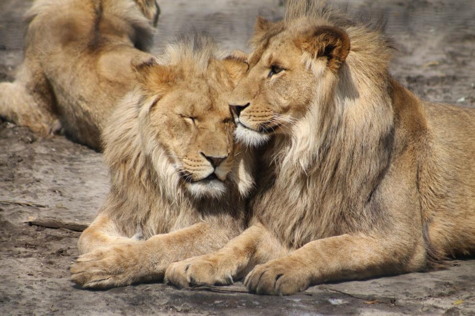 Free Image of Two Lions Sitting Together 