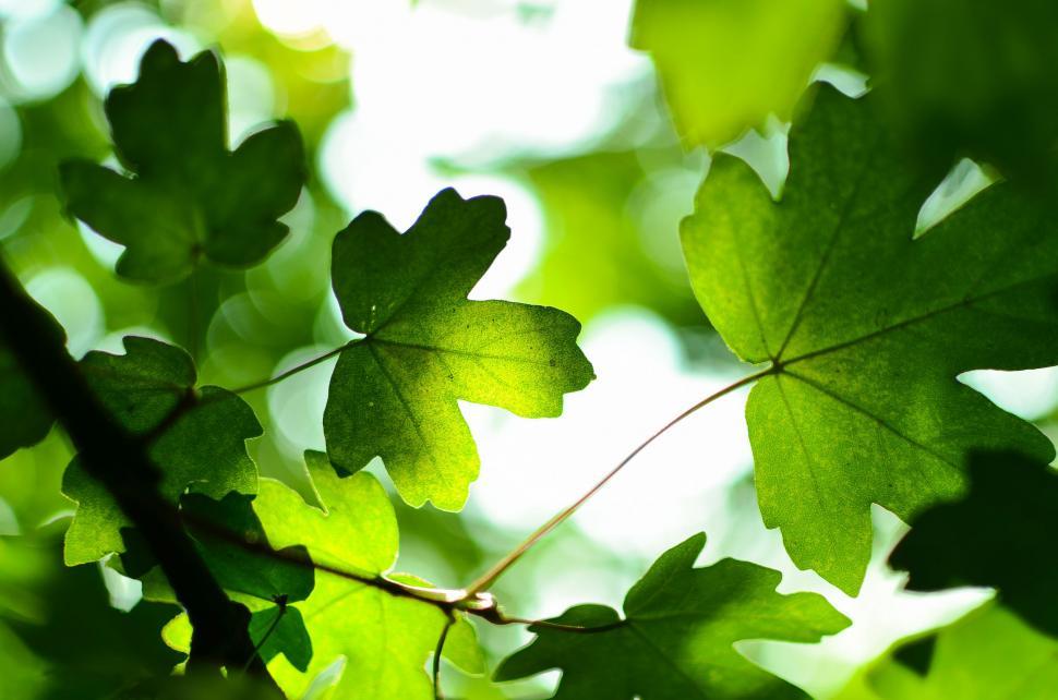 Free Image of Sunlit Leaves of a Tree 