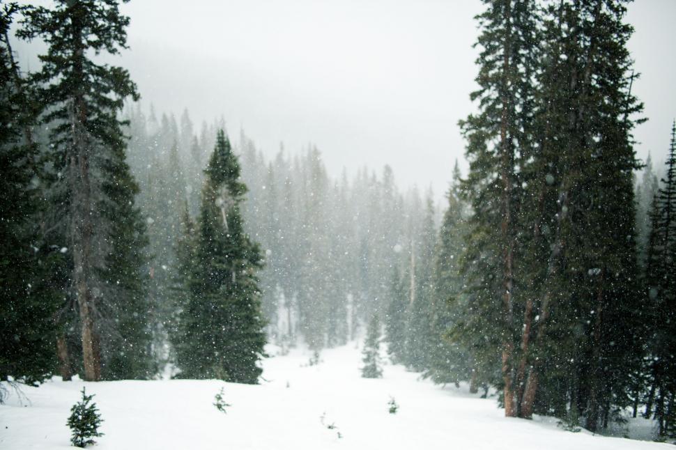 Free Image of Snow Covered Forest With Dense Tree Population 