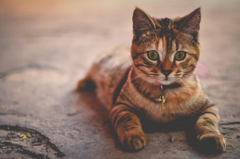 Free Image of Nature cat feline domestic cat animal domestic animal tabby kitten pet fur whiskers domestic mammal cute tiger cat kitty pets egyptian cat furry eyes looking portrait eye animals striped adorable hair breed face grey soft look curious purebred nose puss 