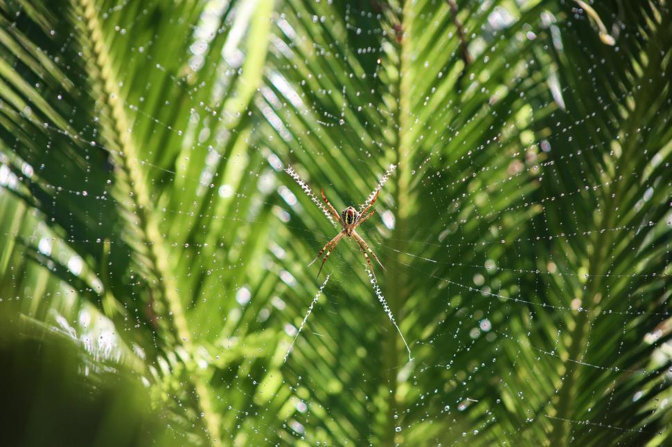 Free Image of Spider Sits on Web in Pine Tree 