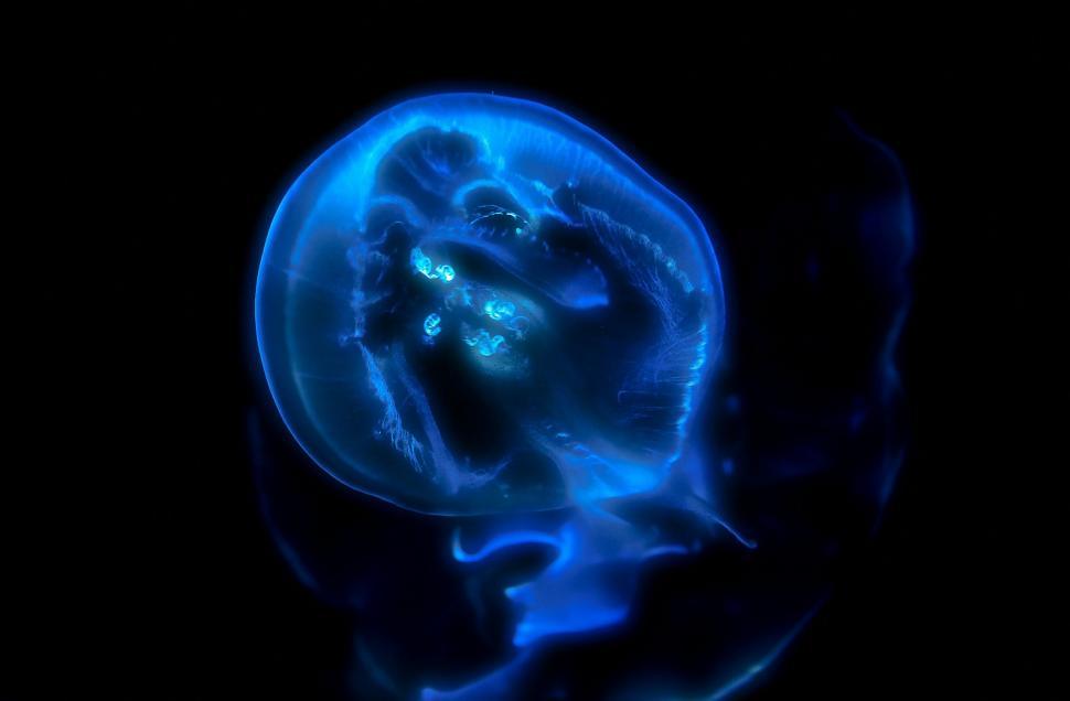 Free Image of Blue Jellyfish in Dark Water 