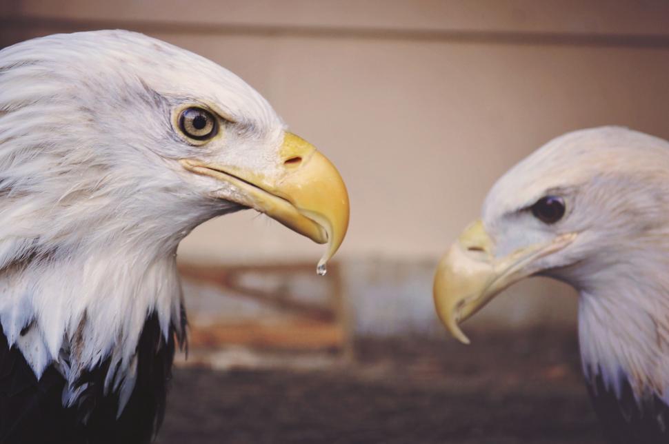 Free Image of Two Bald Eagles Facing Each Other in a Direct Gaze 