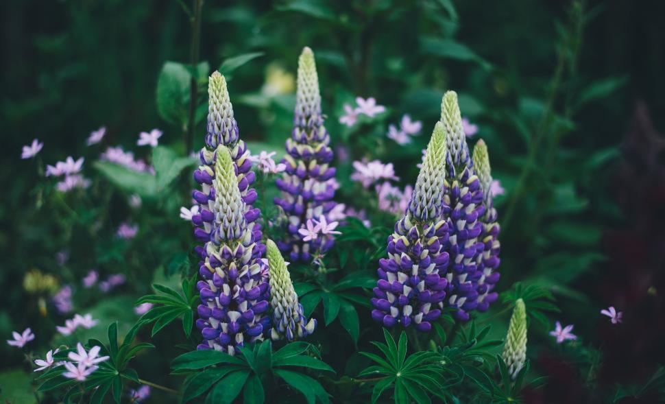 Free Image of Group of Purple and White Flowers in a Garden 