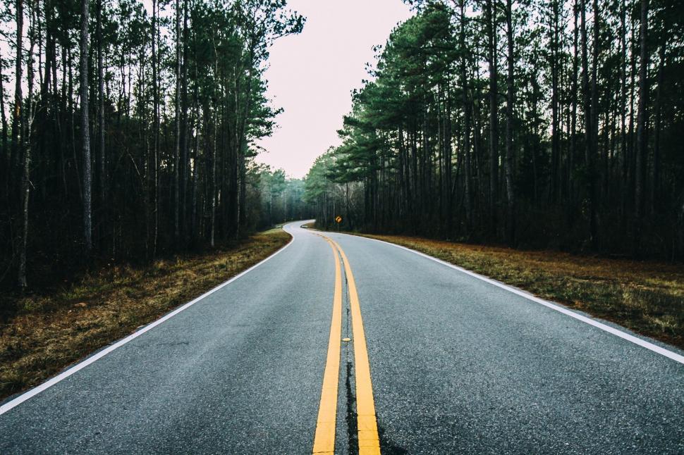 Free Image of Empty Road Surrounded by Forest 