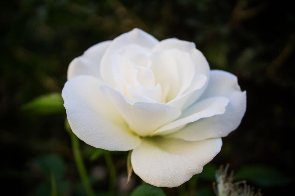 Free Image of White Rose With Green Leaves Background 