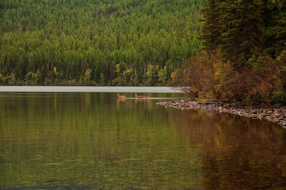 Free Image of Large Body of Water Surrounded by Forest 