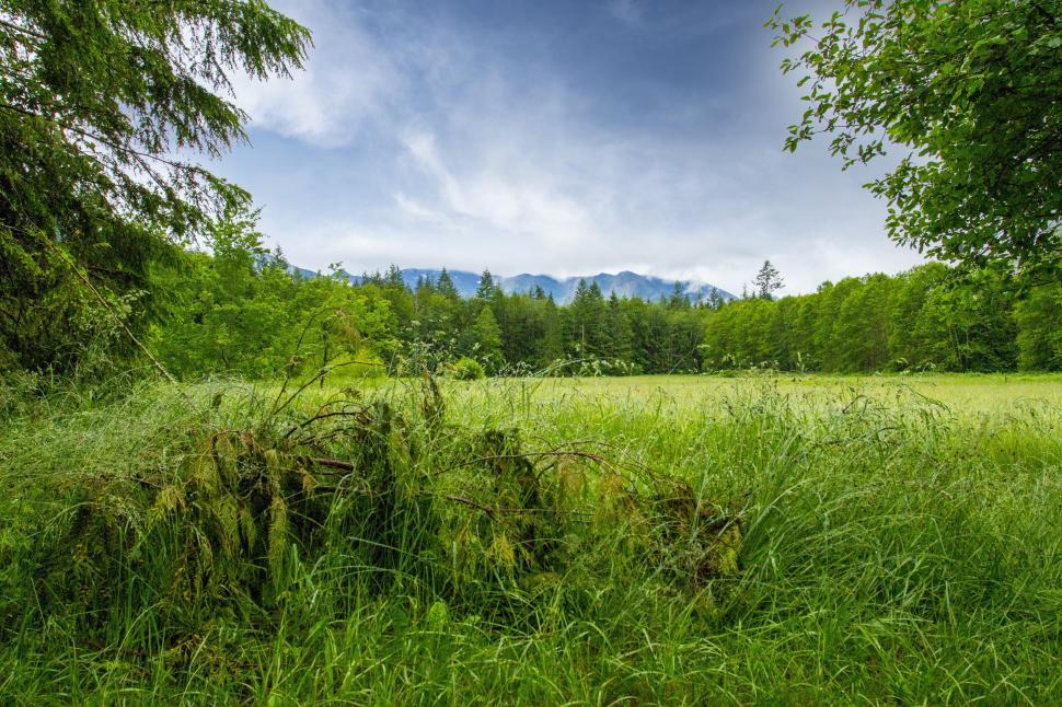 Free Image of Grassy Field With Trees and Mountains 