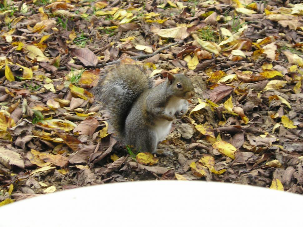 Download Free Stock Photo of Squirrel 