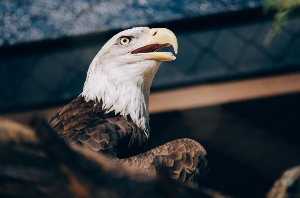 Free Image of Close Up of a Bald Eagle in a Cage 