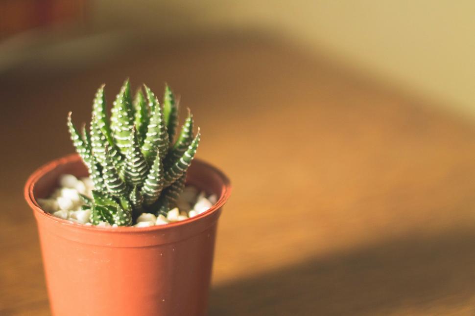 Free Image of Small Potted Plant on Wooden Table 