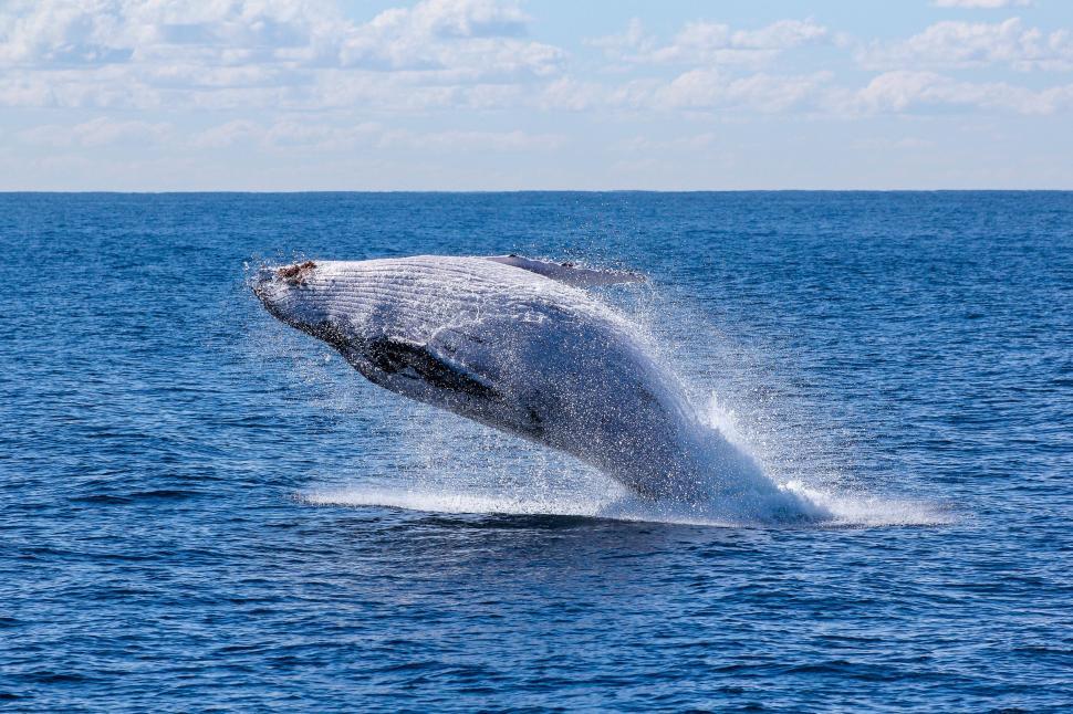 Free Image of Humpback Whale Jumping Out of the Water 