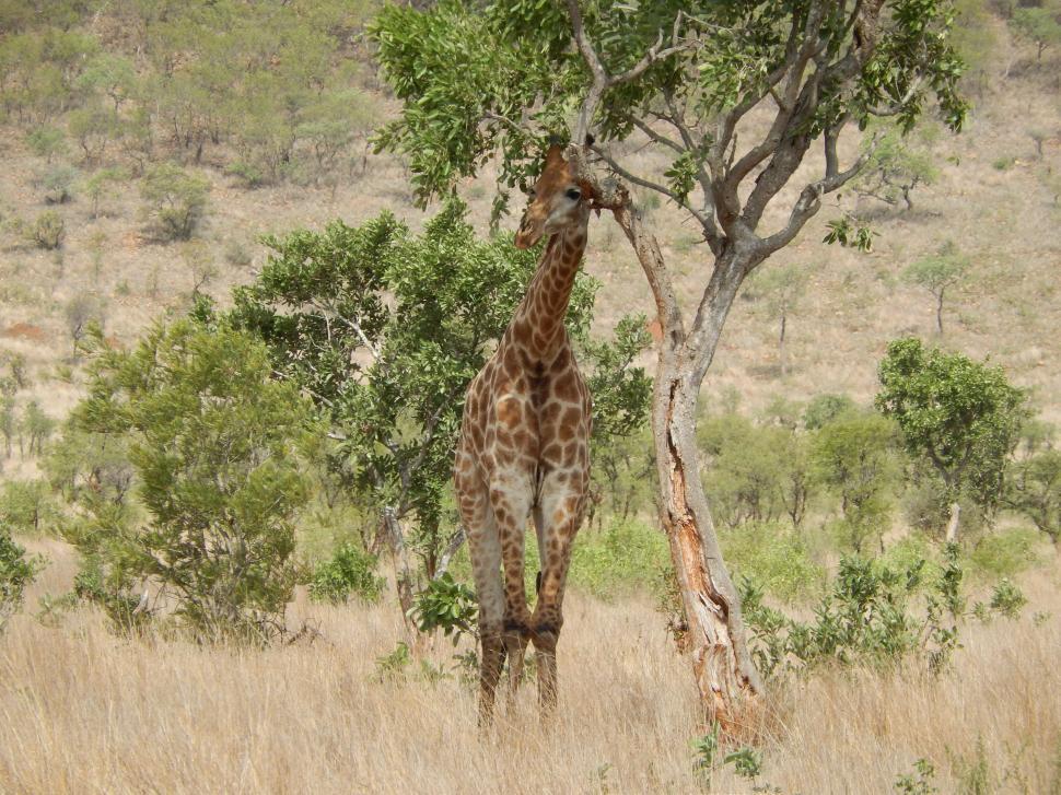Free Image of Giraffe Standing Next to Tree in Field 