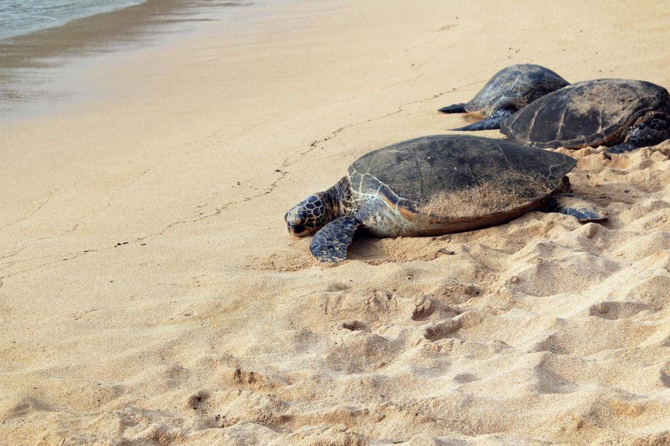 Free Image of Two Green Sea Turtles Resting on Sandy Beach 