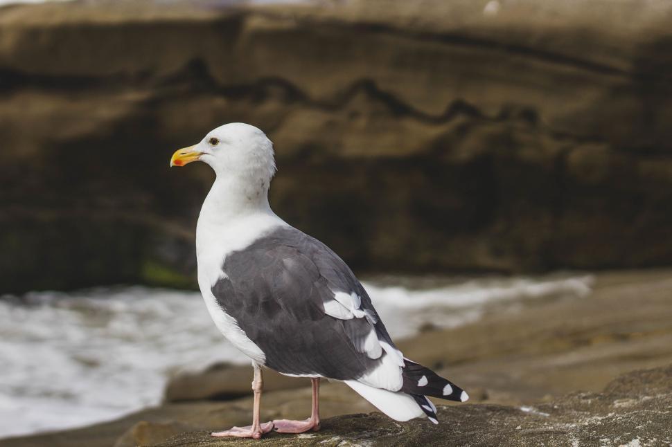 Free Image of Seagull Standing on Rock by Ocean 